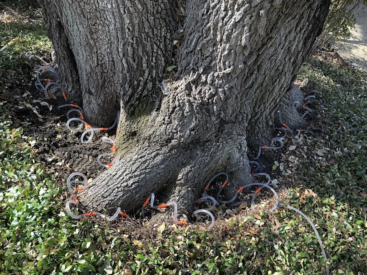 Detailed Tree Cabling and Bracing job site in Minetto
