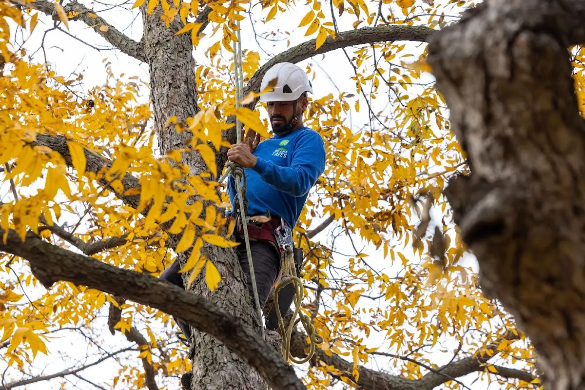 Skilled Tree Transplanting crew working in Minetto